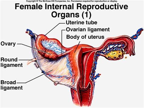 Female Internal Human Female Reproductive System Organs Structure