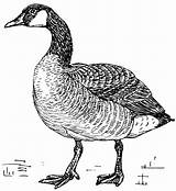 Goose Coloring Clipart Canada Geese Pages Canadian Drawing Clip Svg Printable Cliparts Duck Walking Ducks Easter Line Transparent Bird Library sketch template