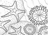 Coloring Sea Anemone Pages Star Designlooter 450px 51kb Getcolorings 33kb sketch template