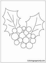 Christmas Holly Coloring Pages Color sketch template
