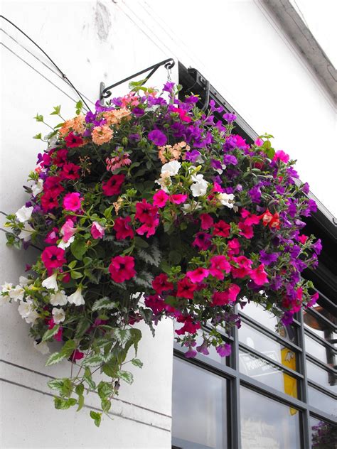 premiumhangingbasketjpg  hanging flower baskets