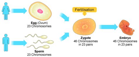 Bbc Gcse Bitesize Asexual And Sexual Reproduction