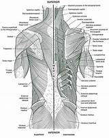 Muscles Abdominal Anatomia Kmelot Musculoskeletal Biblioteca Gag S12 Udc Braccio Malbuch sketch template