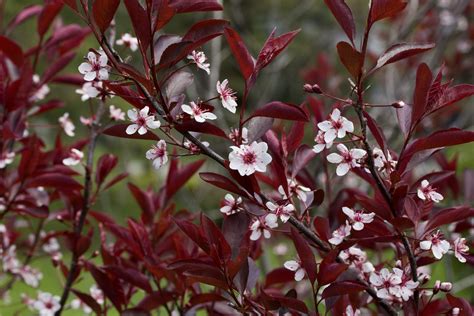 purple leaf sand cherry plant care growing guide