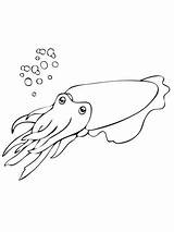 Seppia Tintenfisch Cuttlefish Mollusca Sepia Weichtier Jibia Stampare sketch template