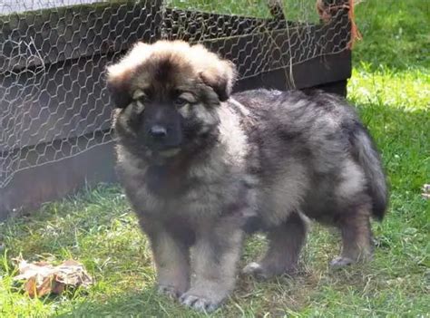 grey german shepherd puppies  sale petsidi