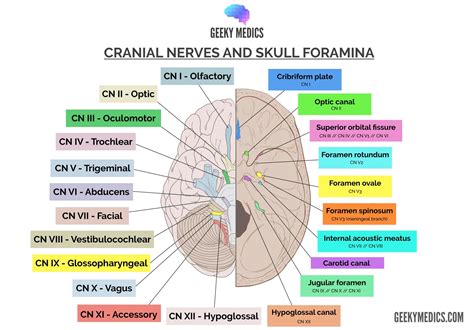 facial nerve cn vii cranial nerves anatomy geeky medics