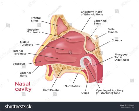 nesehulen vektorillustrasjon av menneskelig nese diagram arkivvektor royaltyfri