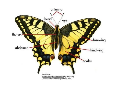 parts   butterfly