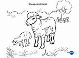 Lamb Animals Coloring Pages Colouring Sheep Printable Kb sketch template
