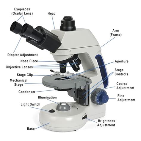 compound microscope  york microscope