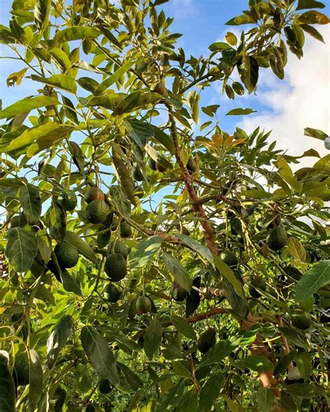 How To Grow Avocados Tree Varieties Climate Planting And Care