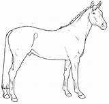 Warmblood Caballo Pferde Ausmalbilder Breeds Kleurplaten Ausmalbild Andalusier Paarden Andalusian Fries Malvorlage Caballos Lineart Pferderassen Orb sketch template