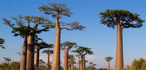 A Madagascar Phenomenon Baobab Trees Blue Ventures Beyond