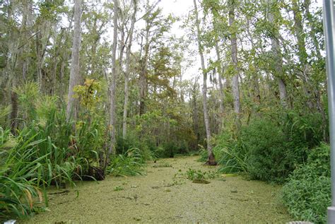 filehoney island swamp louisiana paulmannixjpg wikipedia