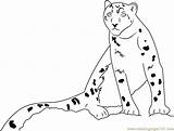 Leopard Coloringpages101 sketch template