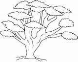 Tree Coloring Pages Branch Colouring Kids Oak Drawing Many Trees Banyan Sheets Leaves Trunk Printable Template Acacia Branches So Color sketch template