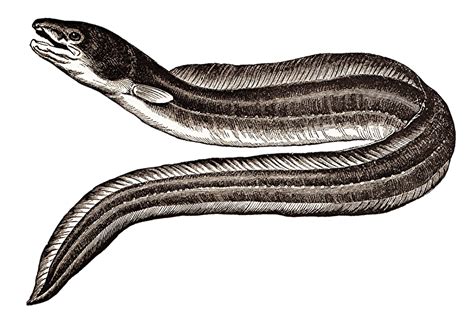download eel vintage drawing royalty free stock illustration image