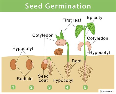understand  importance  light  seed germination medicgrow