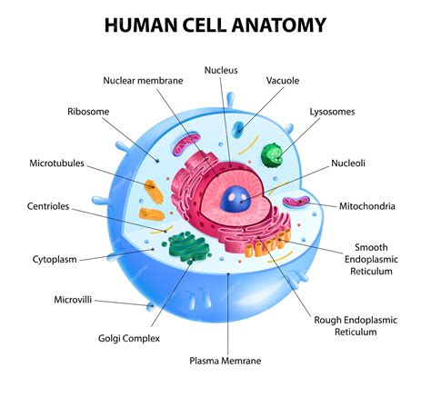 premium vector realistic human cell anatomy diagram infographic