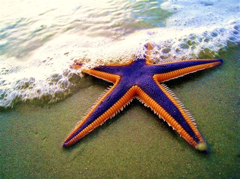 starfish facts  seastars passnownow
