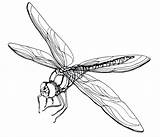 Dragonfly Coloring Pages Adult Adults Getdrawings sketch template
