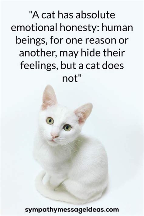 heartfelt loss  cat quotes  images sympathy card messages
