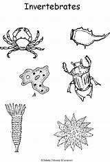Invertebrates Coloring Classification Pages Animal Science Vertebrates Week Kids Activities Print Preschool Montessori Cycle Biology Visit sketch template