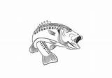 Fish Coloring Pages Bass Printable Gamefish Popular sketch template