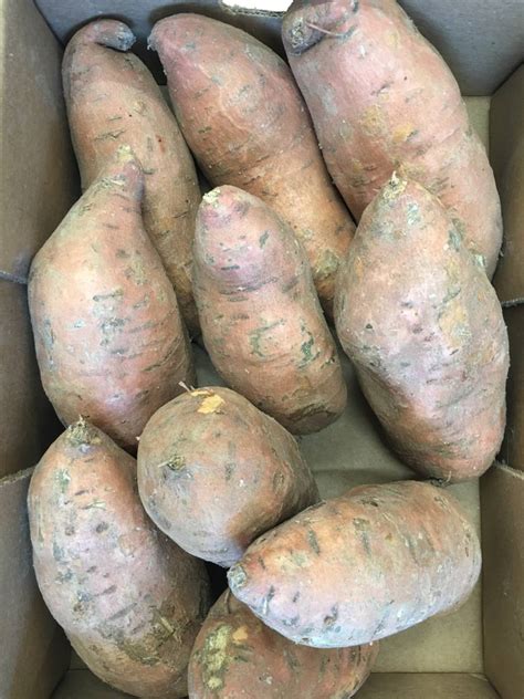 sweet potato    northampton grocer
