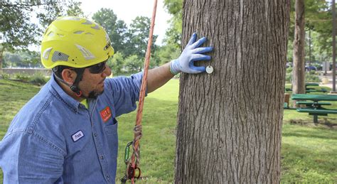 trees tagged  monitor health  mercury