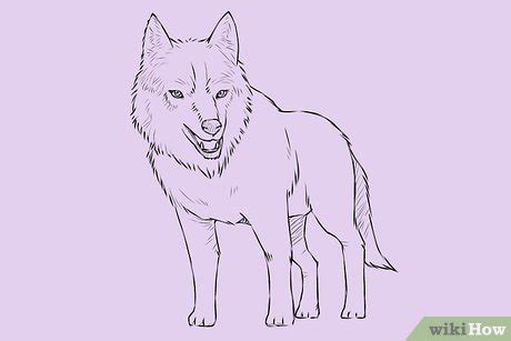 ways  draw  wolf wikihow