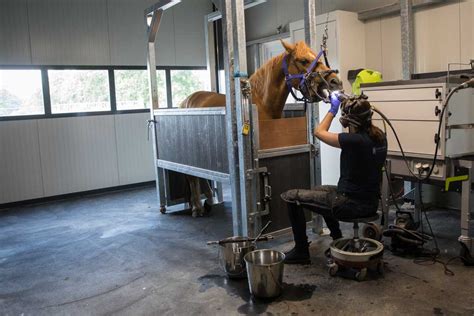 waarom gebitsverzorging bij paarden kliniek voor paard gebit