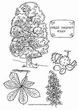 Tree Chestnut Colouring Horse Coloring Activity Pages Trees Village Color 650px 17kb Drawings Explore sketch template