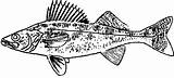 Walleye Clipart Fish Sketch Cliparts Library Gif sketch template
