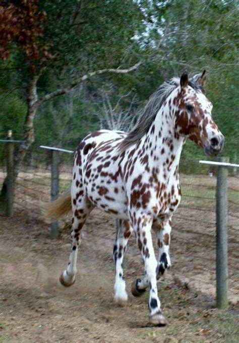 beautiful leopard appaloosa horses beautiful horses pretty horses