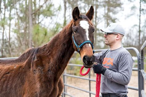 recognizing signs  equine abuse  vets role  horse