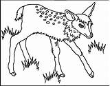 Coloring Fawn Pages Popular sketch template