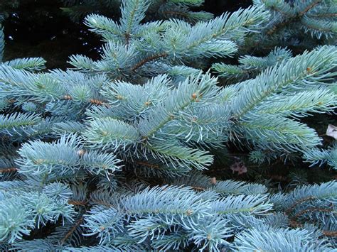 animalia blue spruce