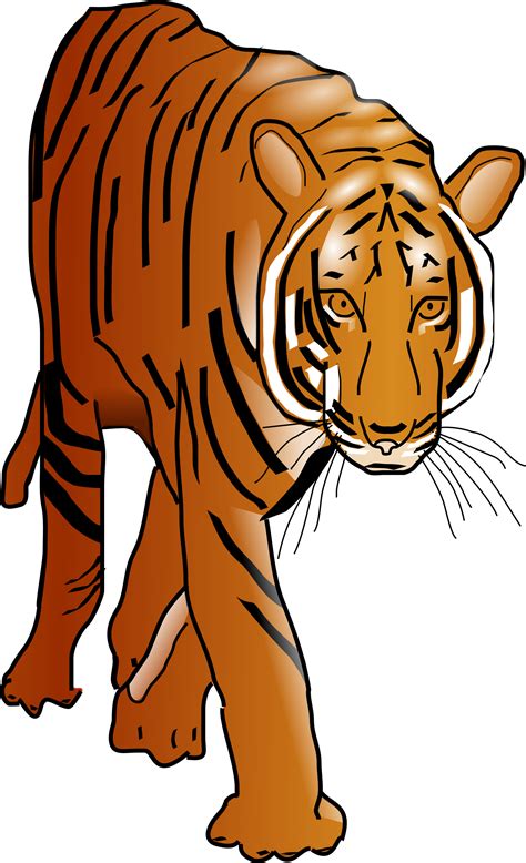 tiger vector art image  stock photo public domain photo cc