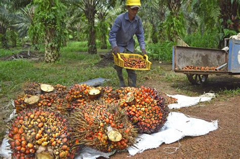 bn palm oil global industry   affected  india sets  slam  heavy fines