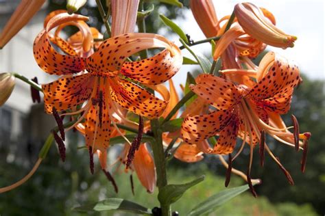 chinese lily flower  important