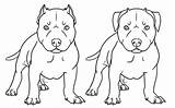Pitbull Drawing Coloring Drawings Pages Bull Pitbulls Puppy Pit Face Dog Realistic Nose Red Draw American Kids Line Cartoon Names sketch template