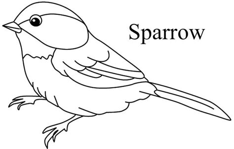 bird   word sparrow