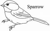 Boyama Sparrow Colouring Kus Okuloncesitr Resmi Sayfasi Momjunction sketch template
