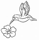 Flower Hummingbird Coloring Pages Illustration Stock Contour sketch template