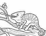 Chameleon Tongue Coloring Coloringcrew Hamster Sympathetic Animals Print sketch template