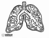 Lungs Respiratory Worksheets sketch template