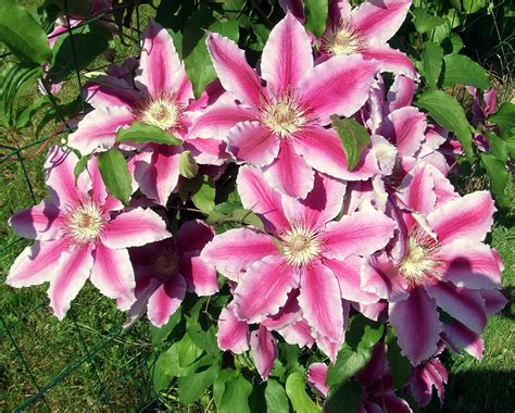 Gorgeous Early Summer Clematis Best Ever This Year May 2015 Flowers