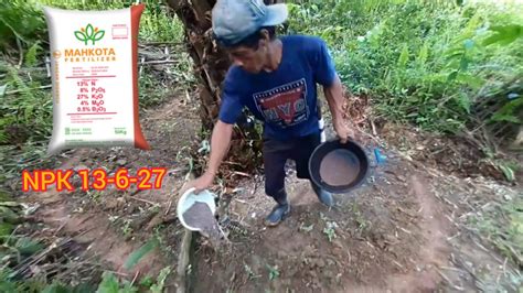 Pemupukan Kelapa Sawit Dengan Npk Mahkota Fertilizer Dosis 2 Kg